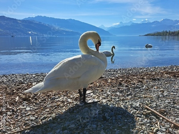 Obraz A white swan on the shore of a lake in the mountains. A lake in the Swiss mountains. Swan on the background of the mountains. 