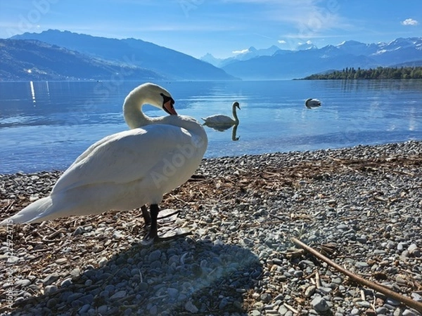 Obraz A white swan on the shore of a lake in the mountains. A lake in the Swiss mountains. Swan on the background of the mountains. 