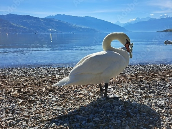Obraz A white swan on the shore of a lake in the mountains. A lake in the Swiss mountains. Swan on the background of the mountains. 