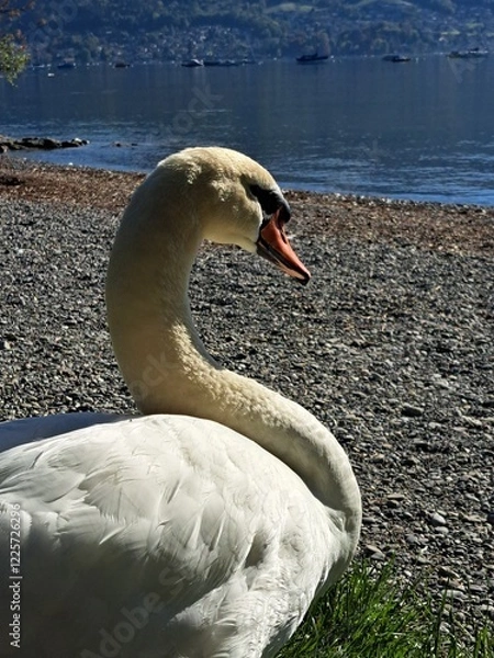 Obraz A white swan on the shore of a lake in the mountains. A lake in the Swiss mountains. Swan on the background of the mountains. 