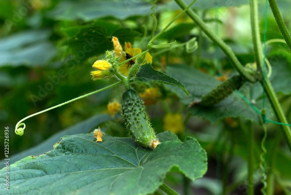 Obraz Growing cucumbers in the garden. Vegetables