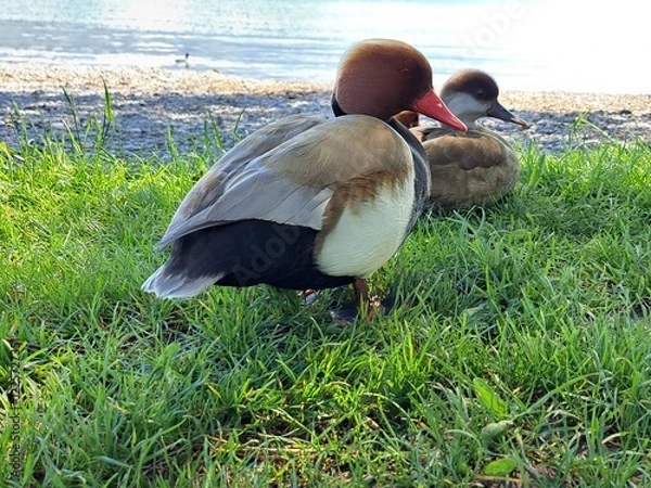 Obraz Ducks on the shore of the lake. Switzerland lake on the background of mountains with wild ducks. 