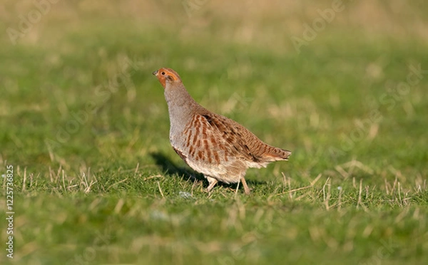 Fototapeta Grey Partridge on grass close up.