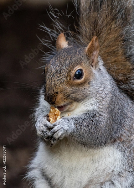 Fototapeta Grey Squirrel