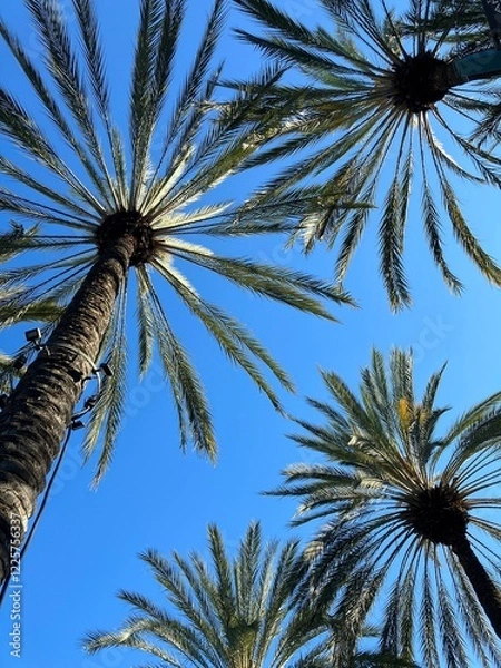 Fototapeta Vertical image of looking up into coconut palm trees against a blue sky