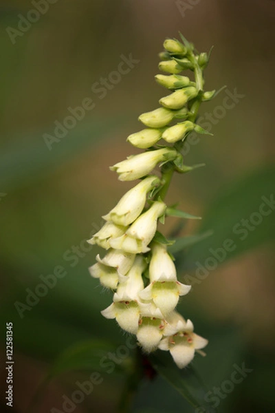 Fototapeta Macrophotographie d'une fleur sauvage: Digitale jaune (Digitalis lutea)
