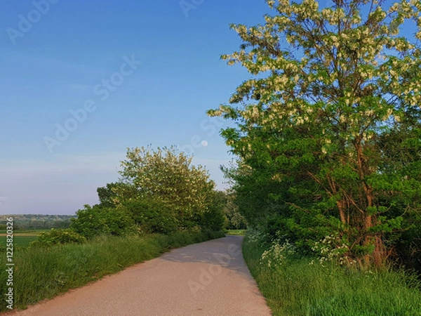 Obraz Scenic countryside road with trees in spring under a clear sky