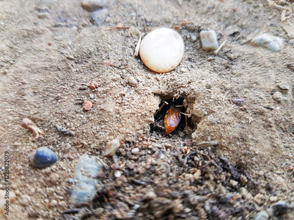 Obraz Cockroach emerging from burrow in sandy soil