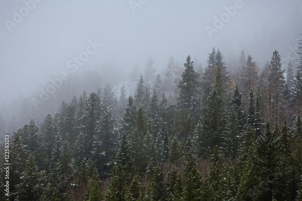 Obraz snow on Colorado pines