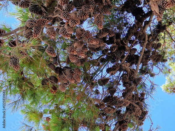 Obraz Pine tree branches with abundant pinecones