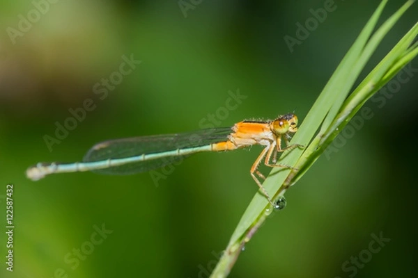 Fototapeta Damselfly (Wandering wisp female)