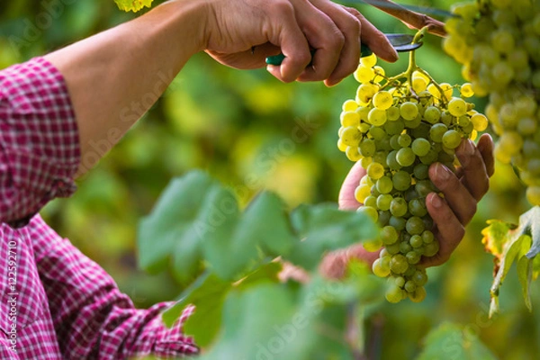 Fototapeta Hands Cutting White Grapes from Vines