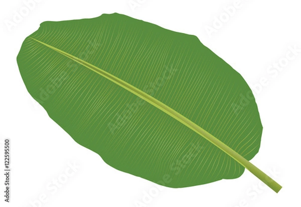 Fototapeta Banana leaf vector isolated on white background.