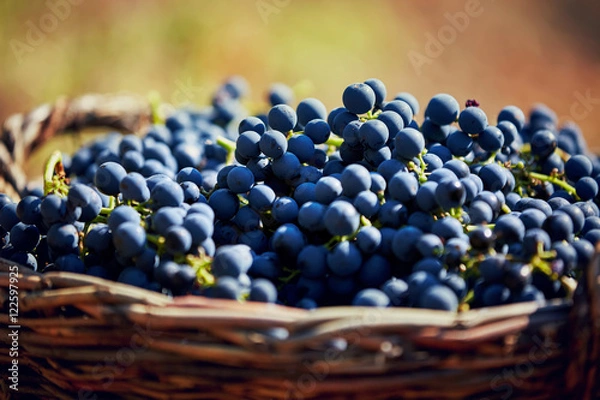 Obraz basket with grape