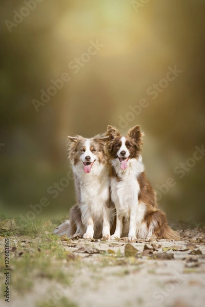 Obraz Border Collies im Herbst