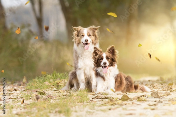 Obraz Border Collies im Herbst