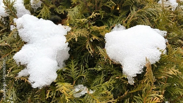 Obraz Snow-Dotted Covered Hedge