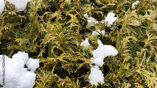 Obraz Snow-Dotted Covered Hedge