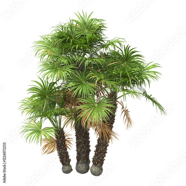 Fototapeta palm Tree isolated on white background. also known as the chamaerops humilis, European fan palm, Phoenix roebelenii, dwarf date palm, pygmy date palm, robellini palm, Chusan palm, windmill palm.
