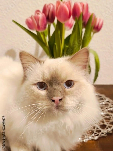 Obraz Heilige Birma Weiss cat blue eyes on tulips background