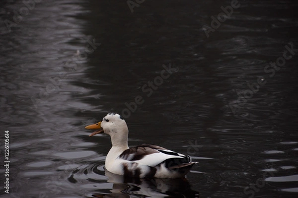 Fototapeta white and black wild duck glides smoothly across the serene water as their reflection gently ripples below