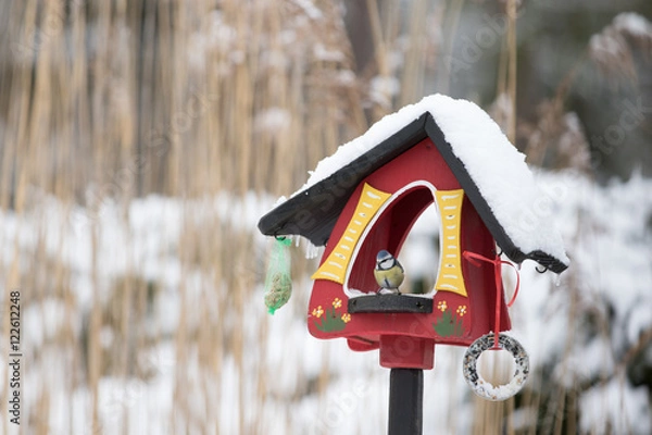 Obraz Meise im Futterhäuschen