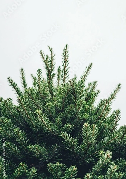 Obraz High-Quality Close-Up of a Lush Fir Christmas Tree with Emerald Hue on Transparent PNG Background – Perfect for Holiday Design and Decorations