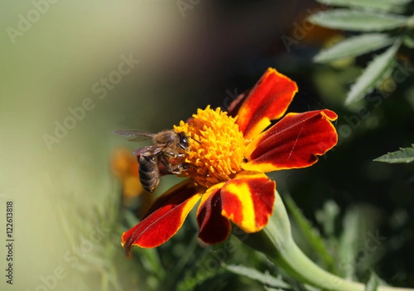 Fototapeta Bee went head first into the work
