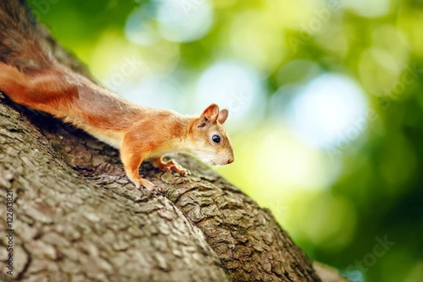 Fototapeta squirrel on a treered / squirrel sitting on a tree and looks into the distance