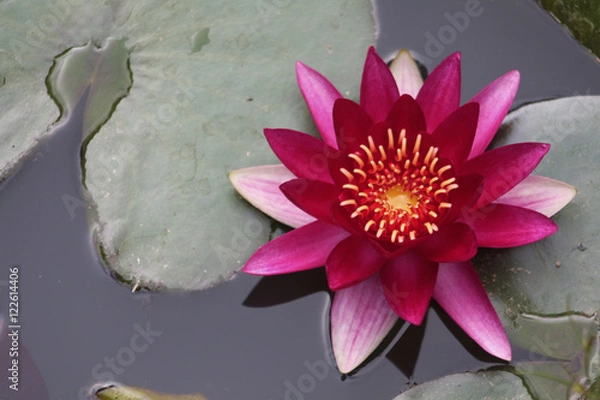 Obraz Lírio de água