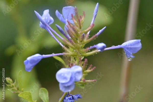 Fototapeta Fiorellino indaco