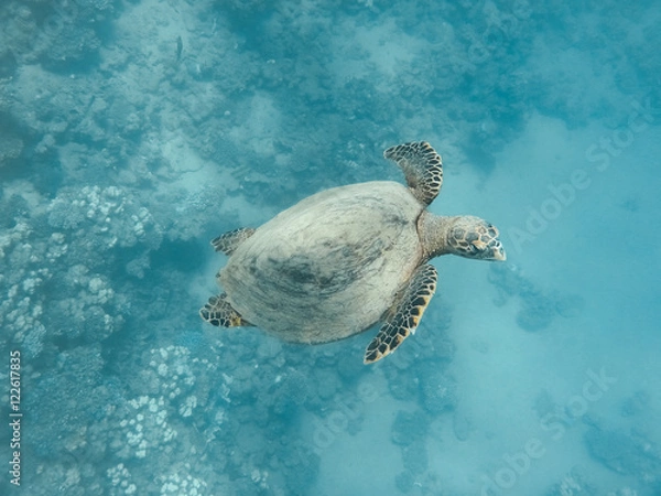 Fototapeta Green sea turtle