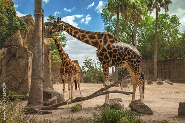 Obraz Two giraffes eat