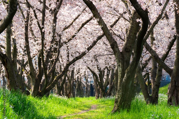 Fototapeta 大分川河川敷の桜並木