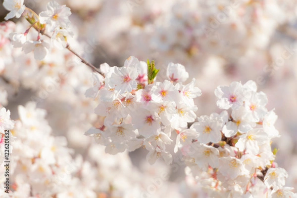 Obraz 満開の桜　朝　クローズアップ