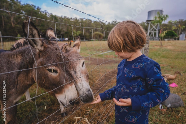 Obraz Young boy hand feeding donkeys