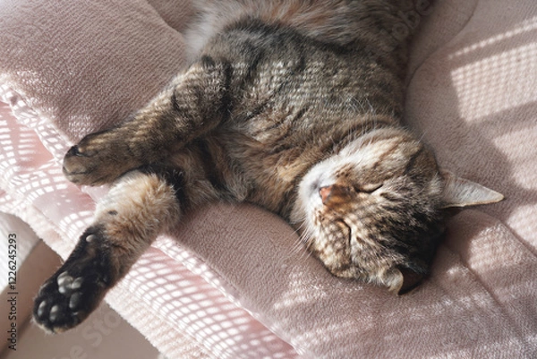 Obraz 眠るキジトラ