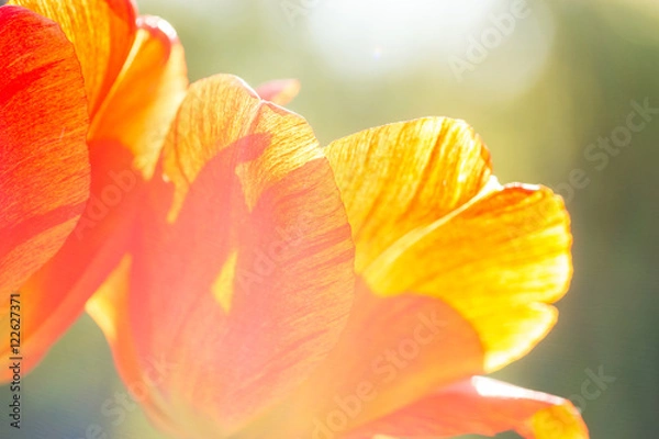 Obraz Tulpen im Herbst