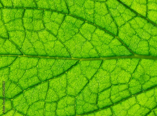 Fototapeta close up of green leaf texture