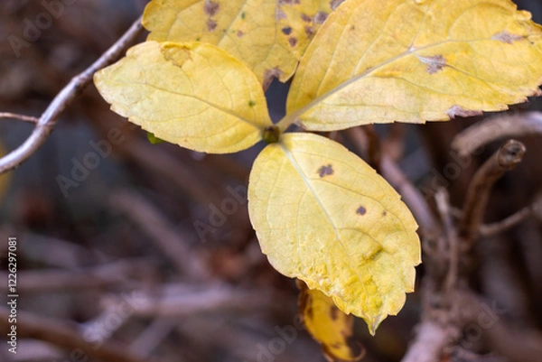 Fototapeta 黄色く枯れたアジサイの葉