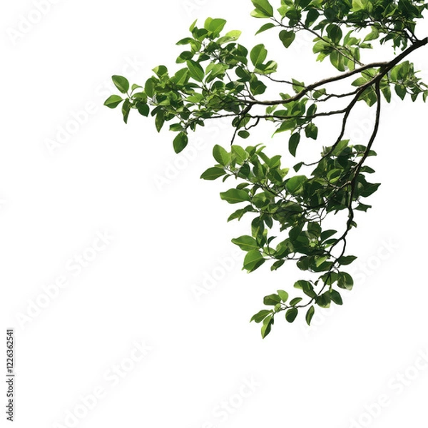 Fototapeta Lush green leaves on a branching stem. transparent background