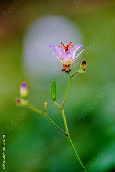 Fototapeta ホトトギスの花