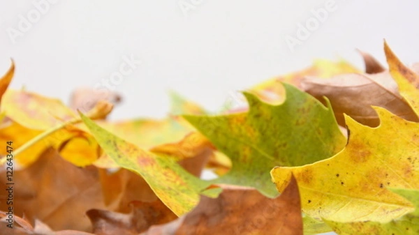 Obraz autum leaf