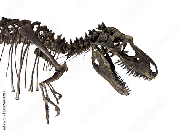 Fototapeta Fossil Bone Skull and Jaws of Tyrannosaurus rex (T-rex). isolated.