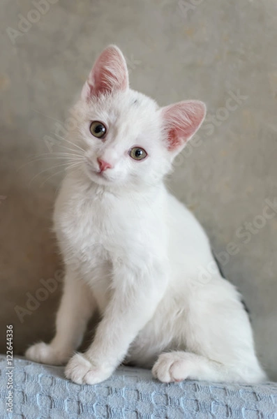 Fototapeta white small kitten