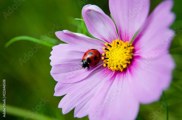 Obraz テントウムシとコスモス