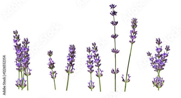 Obraz Lavender flowers isolated on white background. bunches of lavender. top view, flat lay