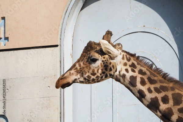 Fototapeta キリンの顔のアップ