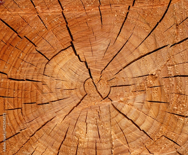 Obraz This core is saw cut wood.