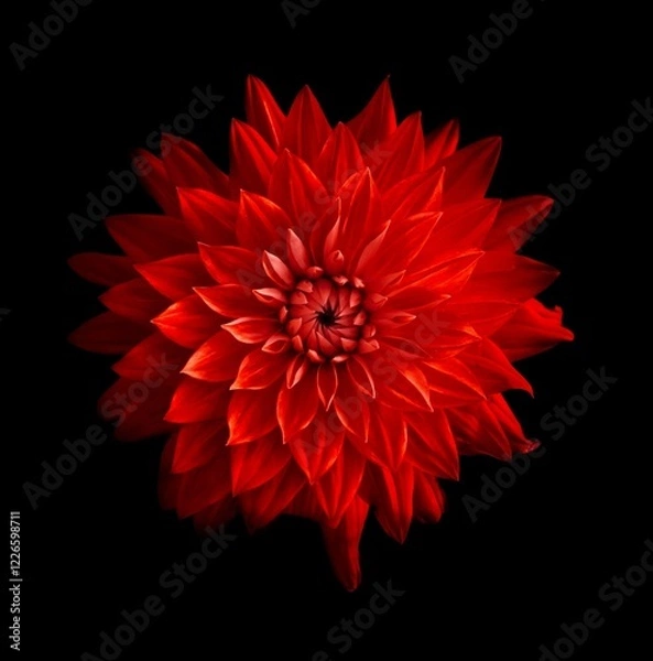 Fototapeta Crimson Dahlia Bloom, A close-up photograph of a vibrant red dahlia flower in full bloom, isolated against a dark background, showcasing its intricate details and striking color.